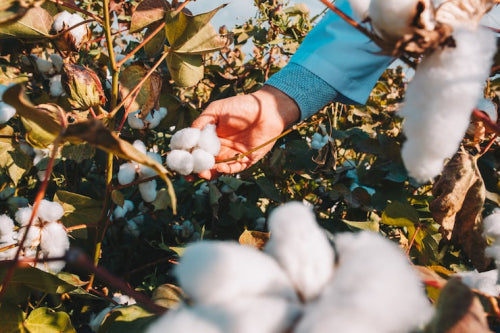 Organic Cotton Competes with Synthetic Blends in Market Share